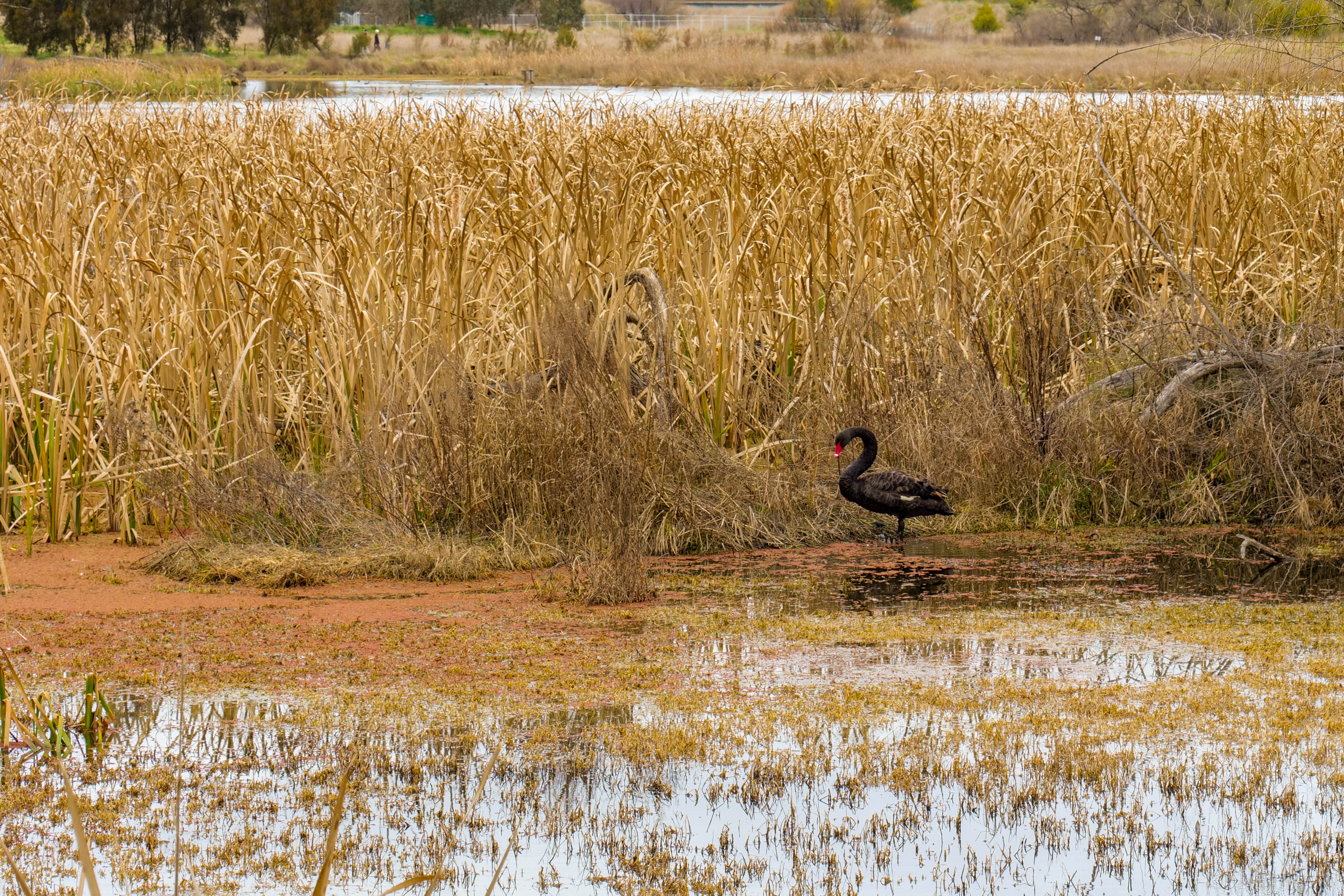 Floating islands to prepare ACT for H5 bird flu Main Image
